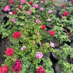 Beautiful Rose Bushes