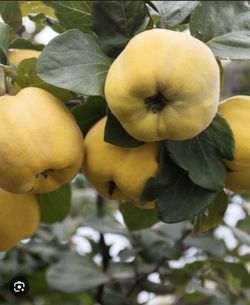 Quincy fruit tree