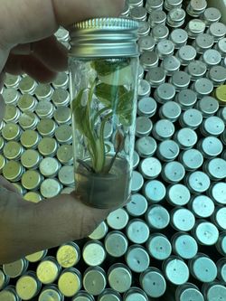 Tissue Culture Monstera Thai Constellation Plants