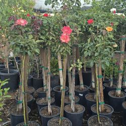 Tree Roses 