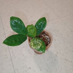 Variegated Zz Plant 