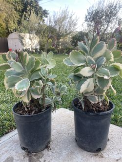 1 Gallon Kalanchoe  