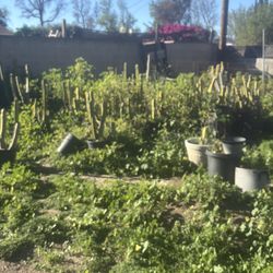 Tons of cactus and pots-best offer