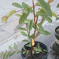 Pink Guava Plant 