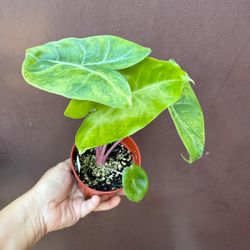 4” variegated alocasia pink dragon