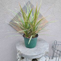 Dracena Marginata Bicolor 6in