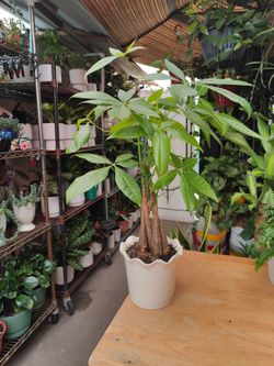 Money Trees
