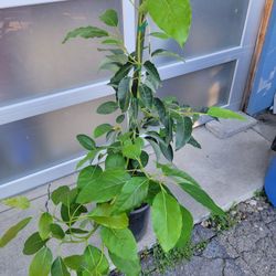 Fuerte Avocado Tree 