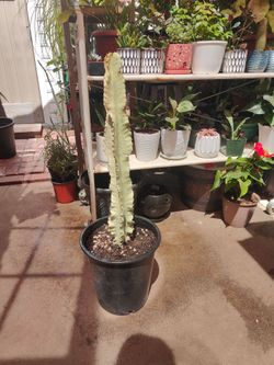Euphorbia Ammak Variegated Ghost Cactus