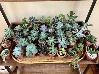 Real Live Succulent Plants In 2” Terracotta Pots