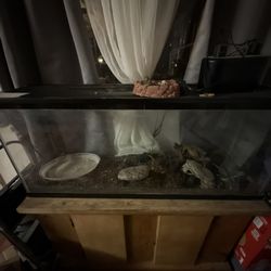 55 Gallon Fish tank And Stand 