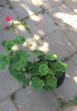 Plant
