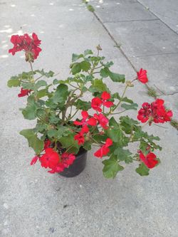 $5