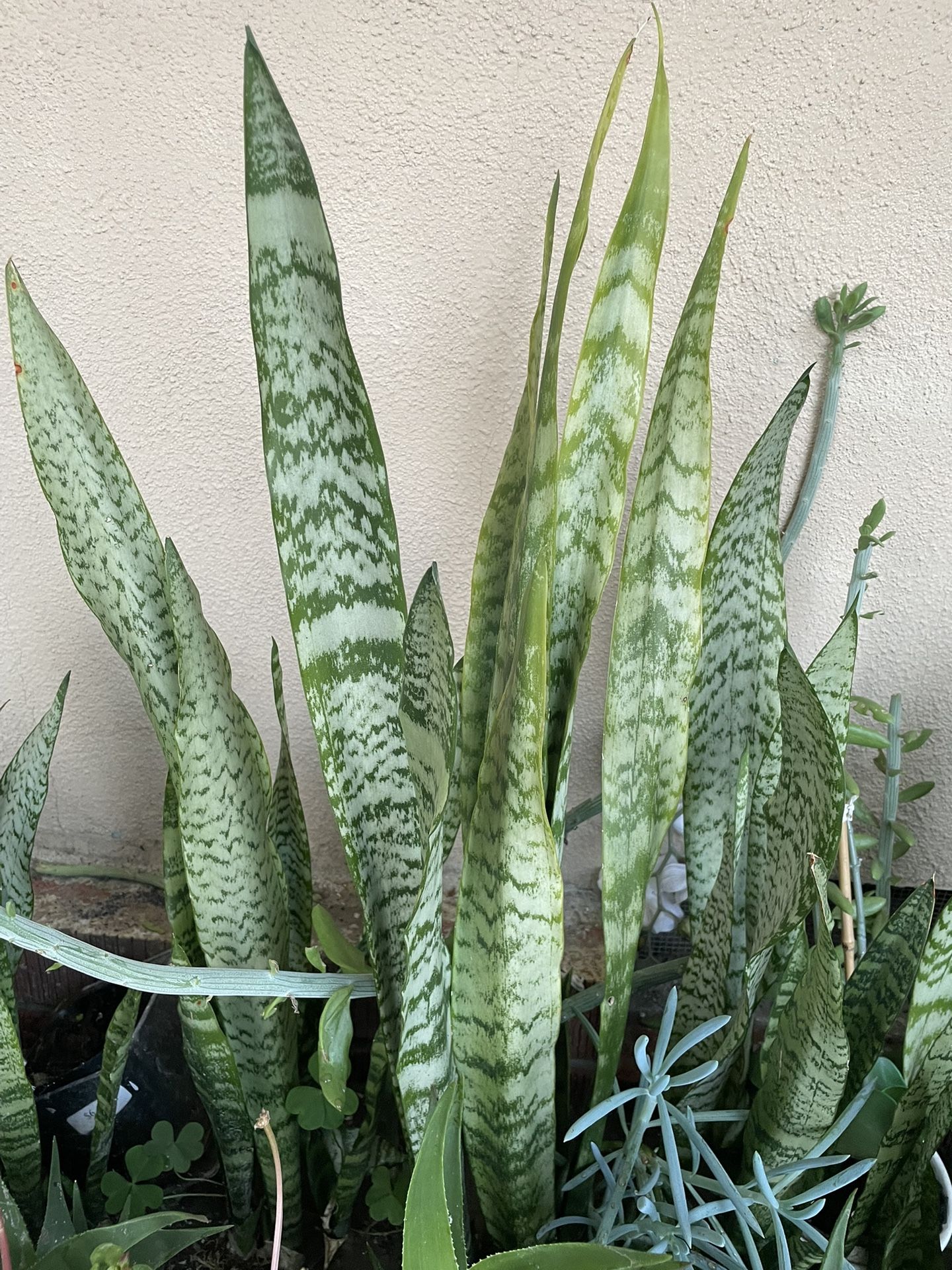Tall Snake Plants