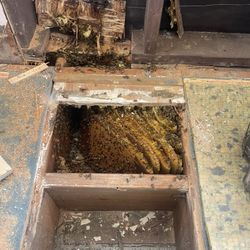 Bee Rescue And Removal🐝
