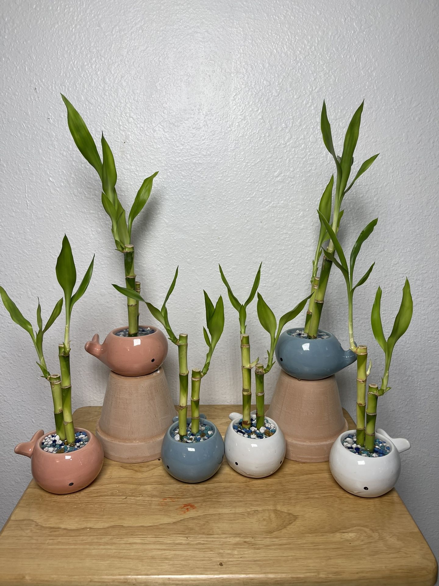 Lucky Bamboo Plants In Small Ceramic Whale Pots ($5 each)