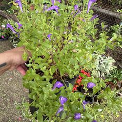 Dark Violet Skullcap Plants / Plantas 