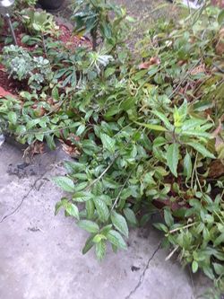 Ramitas de insulina
