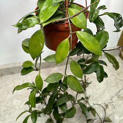 Hoya Carnosa  Plant 🪴 