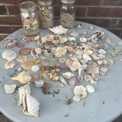 Sea Shells