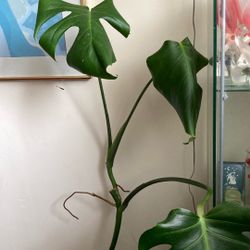 Monstera Top Cutting