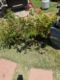 Lantanas