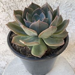 1.5 Gallon Pot Succulent Plant - Echeveria Pulidonis  - Pulido's Echeveria - Rooted & Established - Drought Resistant - 🪴