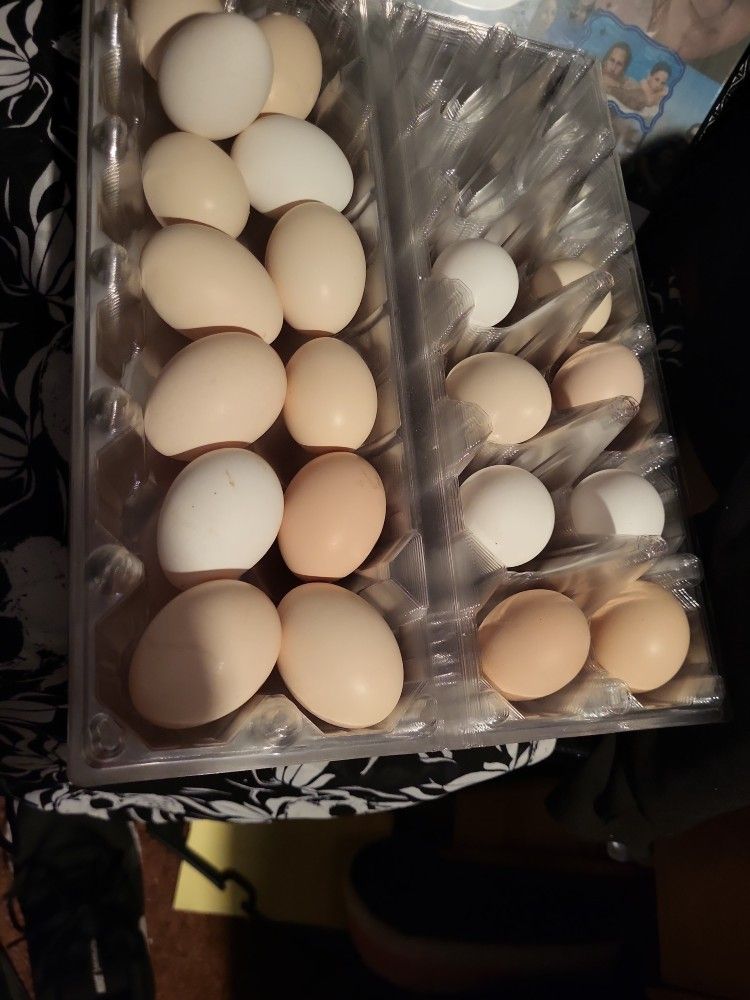 Serama Hatching Eggs