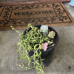 Succulents 