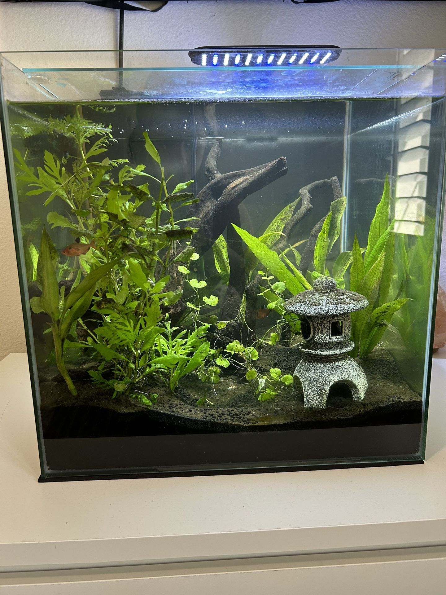 14 gallon rimless fish tank