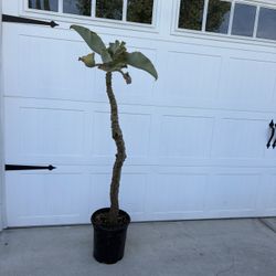 Velvet Elephant Ear Succulent 4 Ft