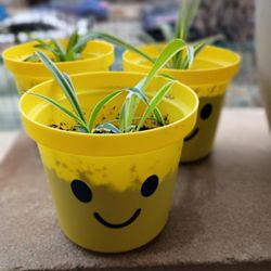 Valentine's Spider Plant 🕷️ 🤍