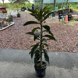 LOQUAT TREE