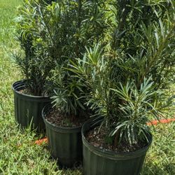 Podocarpus Only $7.40 And Clusias $11  Only This Week Minimum Qty Required Instant Privacy Hedge For Fence 
