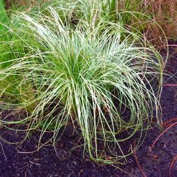 Ornamental grass Japanese Silk Tassel. Sammamish, Beaver Lake 