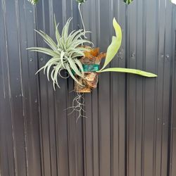 Plants