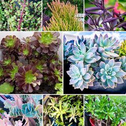 Aeoniums, Ghost Plants, Firesticks, Jades, Kalanchoe, Sedums, Elephant Bush, Plumeria & Purple Heart Succulents! 🌸🌿