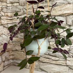 Baby Bunny Bellies Easy To Care Fuzzy House Plant In Ceramic Pot 5"H.