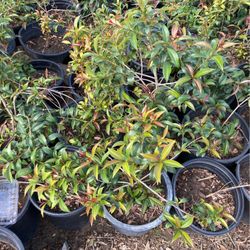 Plants