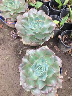 Outdoor plants