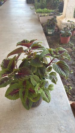 Coleus plant