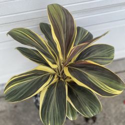 Cordyline Chocolate Queen Full Shade Plant, In 5 Gallóns Pot Pick Up Only