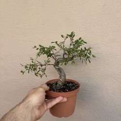 Bonsai