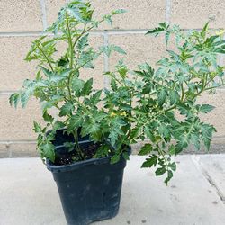 Tomato 🍅 🌱 Plants