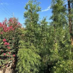 Fern Pine Privacy Hedge