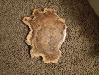 Petrified Wood Slice Specimen