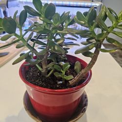 Jade Plants