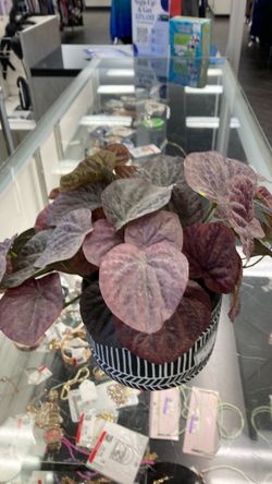 Potted Peperomia Plant in Striped Pot