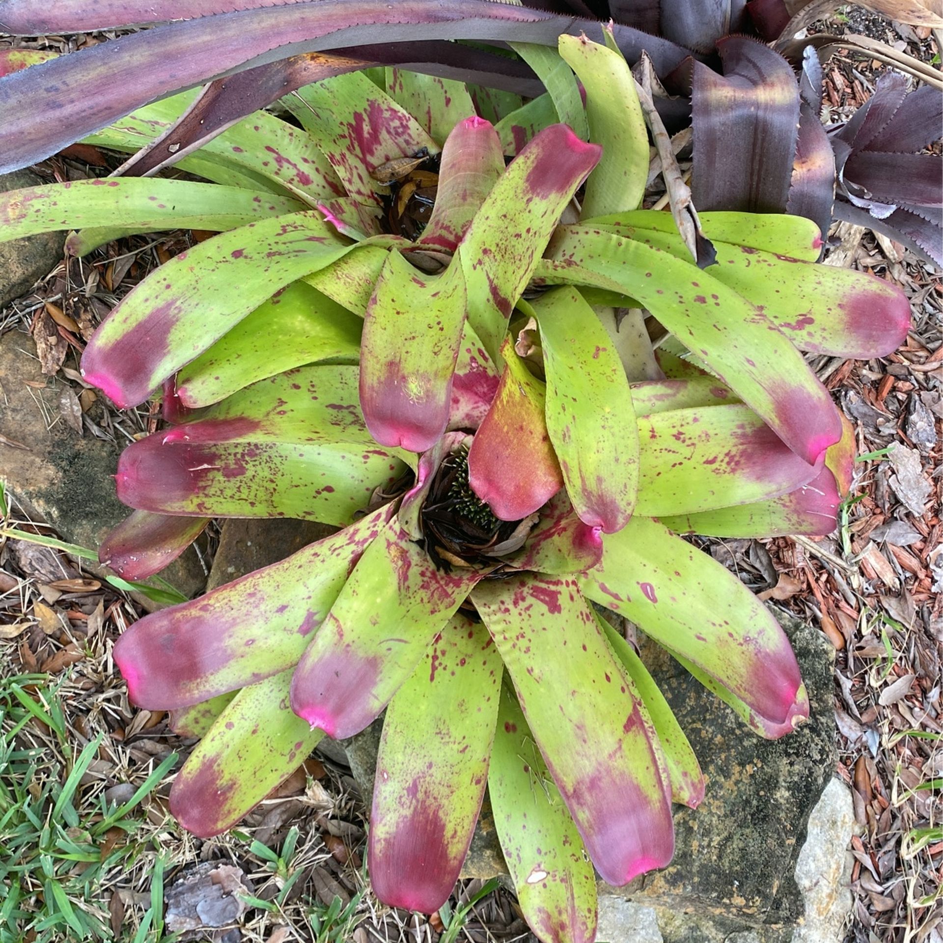 Bromeliad Plants