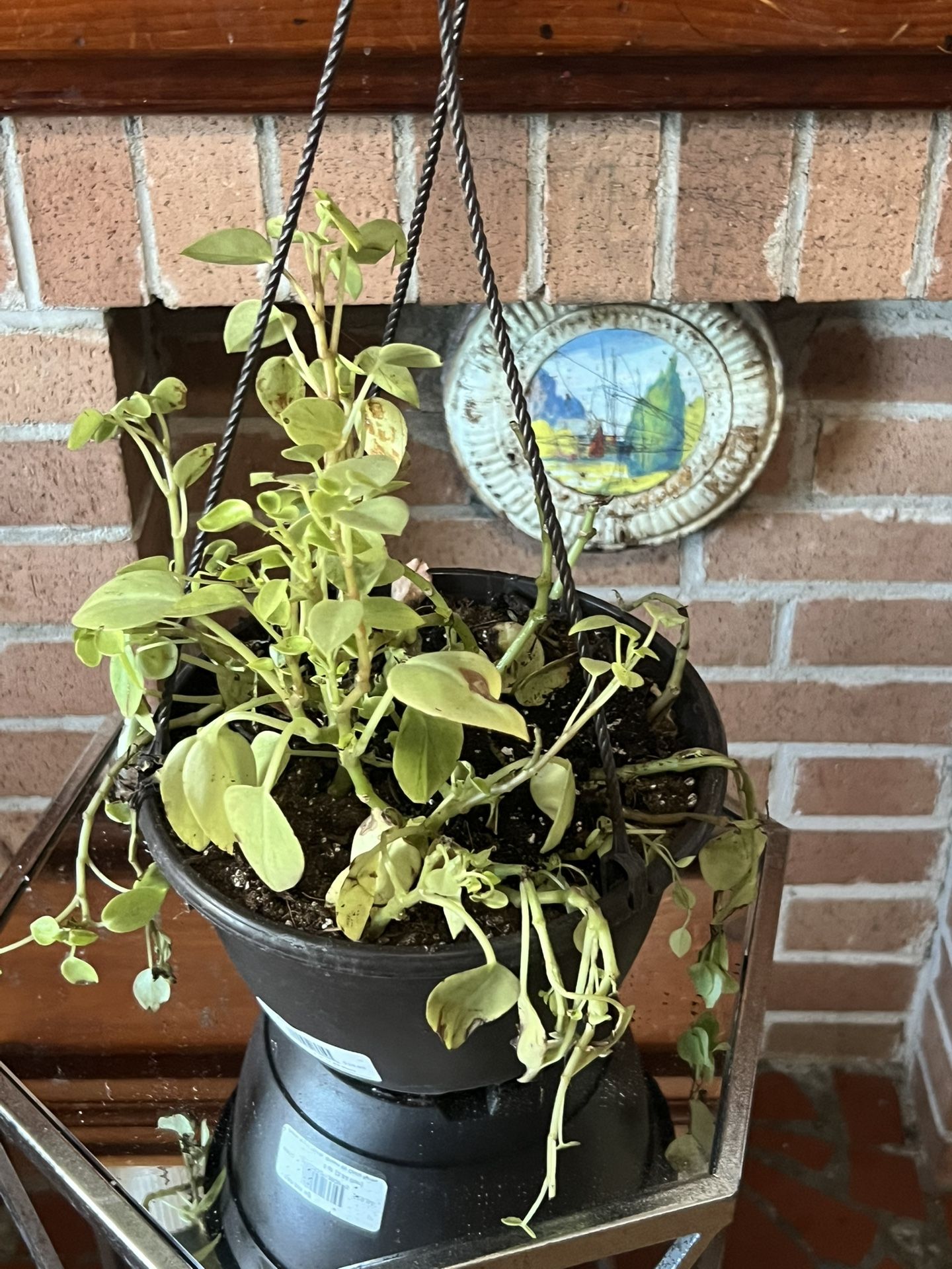 variegated Peperomia